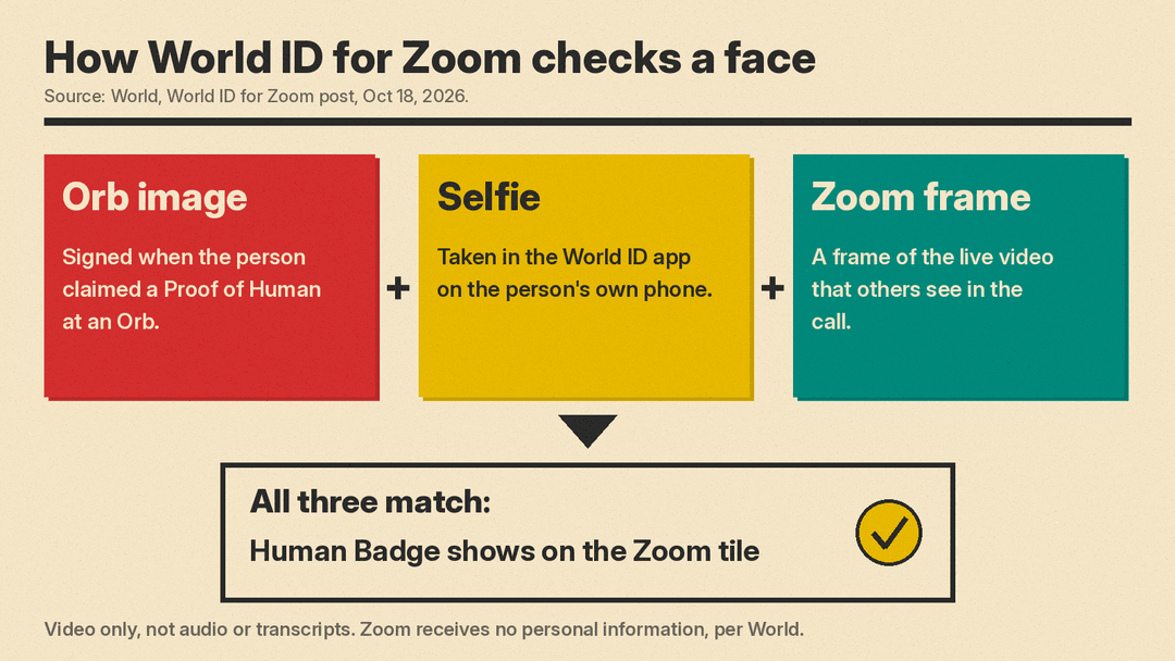 Diagram of how World ID for Zoom matches three images, the Orb image, a phone selfie, and a Zoom video frame, before it shows a Human Badge
